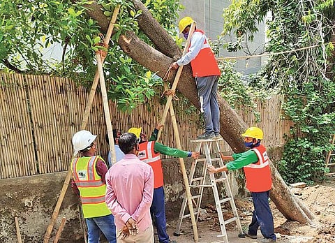 Warriors Moms contacted local authorities when a tree recently fell down in Defence Colony as a result of concretisation.