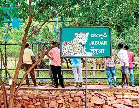 SV Zoological Park in Tirupati (Photo | Madhav K)