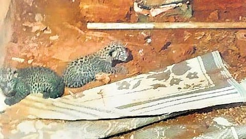The two leopard cubs found in an unoccupied house at Ummini near Dhoni in Palakkad on Sunday, Jan 9, 2022. (Photo | EXPRESS)