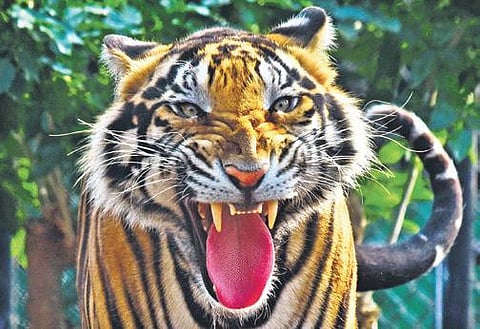 Representational Image