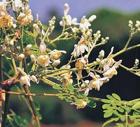 Moringa oleifera var Bhagya