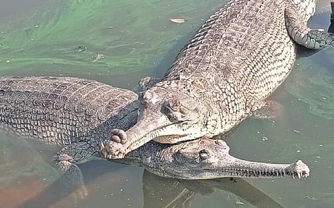 Gharials (File photo)