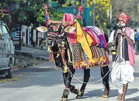 A Gangireddu all doled up and out on the road