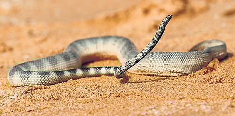 New species of sea snake spotted in Thiruvananthapuram