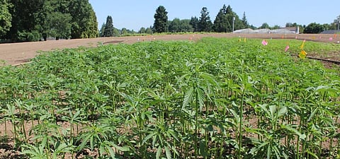 Hemp compounds show ability to prevent the virus that causes COVID-19 from entering human cells. (Photo | Oregon State University Website)