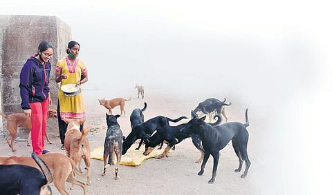 Rajani Shetty and her daughter Shwetha feeding stray dogs in Mangaluru | EXPRESS