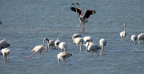 Greater flamingos at Puthalam saltpan.