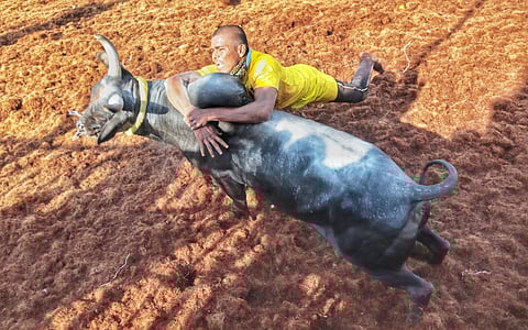 A tamer and a bull in action at Palamedu (Express Photo | K K Sundar )