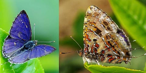 Common Tinsel sighting enthuses eco lovers