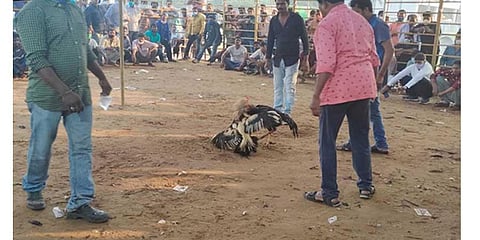 Rooster fights go on as usual in Godavari districts