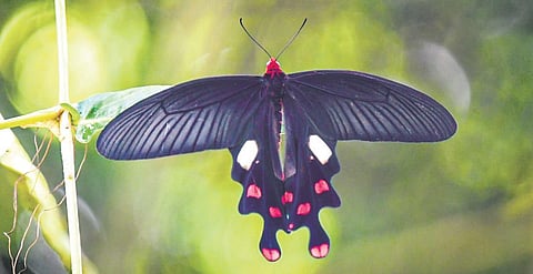 Minor Pertin and his team have so far recorded 421 butterfly species at the Namdapha National Park and Tiger Reserve.