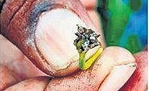As Thrips destroys farmer livelihoods, chilli task force turns to scientists for help