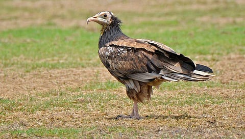 Egyptian vulture (File photo | Special arrangement)