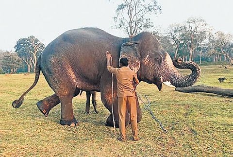 35-year-old Shankar is learning the mahout commands at Theppakkadu elephant camp. (Photo| EPS)