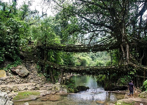 CM Conrad K Sangma had sought UNESCO nomination for the Living Root Bridges which support many birds, animals, lichens, mushrooms, flowers, trees, etc (Photo | EPS)