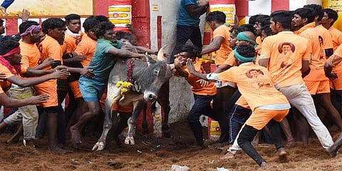 What would be a fitting reward for Jallikattu winners? Cars, tractors or govt jobs