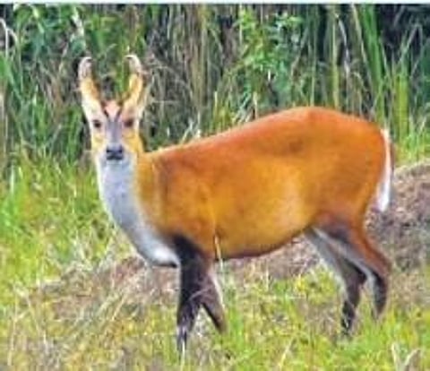 The Indian Muntjac. (File photo)