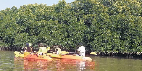 Kayaking amid thick mangroves of Udupi. (Photo| EPS)