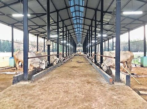 Ongole Breed Cattle Conservation Centre at Chandalawada village in Prakasam’s NG Padu mandal I Express