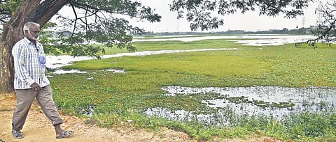 Water hyacinth spread over the Ambattur lake, in Chennai on Tuesday | P Jawahar
