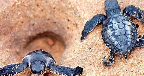Nellore forest department to release 20,000 Olive Ridley hatchlings