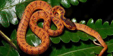 A twin slug snake rests on a leaf. (Photo| AP)