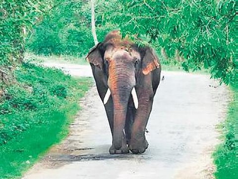 Saving jumbos: Animal activists against dilution of Wildlife Protection Act