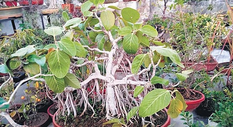 Banyan bonsai tree ( Photo |EPS)
