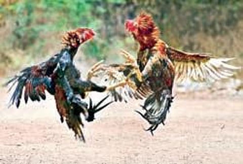 Representational image of a cockfight.