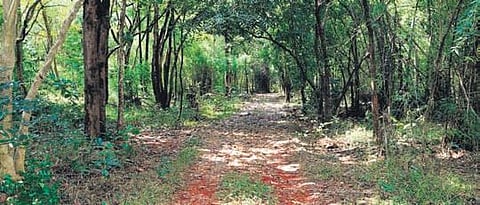 TTD chief YV Subba Reddy inspected the 3rd ghat road in Tirumala. (Photo | Express)