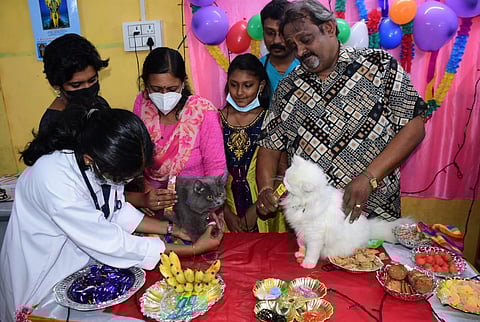VK Uma Maheswaran with his pregnant cats Kshira and Irish at their valaikappu (baby shower). (Photo |EPS)