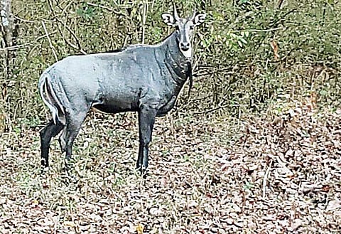 Representational Image of Nilgai. (File Photo)
