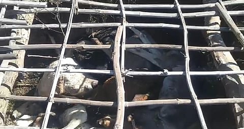 Dozens of cows found dead in gaushala allegedly run by BJP worker in Bhopal's outskirts