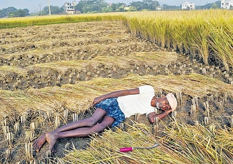 A farmer taking a nap after cutting paddy crop in his field in Kendrapara | Express