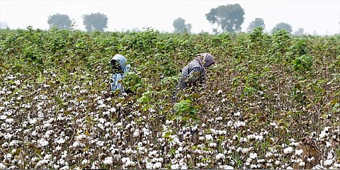 New year starts with a bang for cotton farmers as price hits Rs 100/kg at Thuraiyur regulatory market