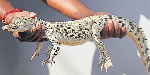 Albino crocodile 'Sweta' sighted in Bhitarkanika National Park. (Photo | EPS)