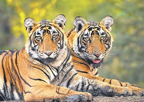 Karnataka hopes to roar again after tiger census