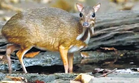 Mouse deer initiative at Amrabad Tiger Reserve nearing completion