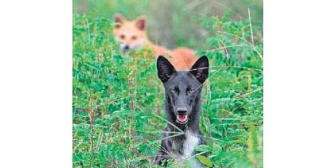 Cross-breed of dog and jackal spotted in Uttarakhand