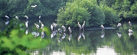 File photo of Adyar Eco Park | Express