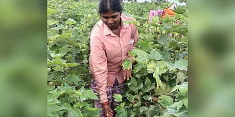 'TRS' woman MPTC Bandari Rajitha forced to work as dailywage labourer to feed her family'.