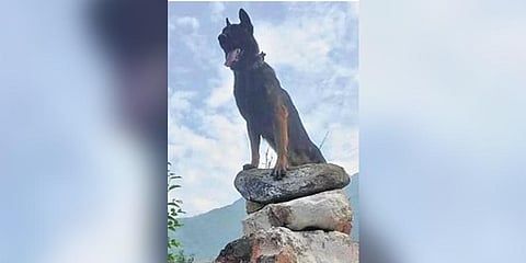  Zoom was born in September 2020 and joined the Army’s 28 Army Dog Unit 