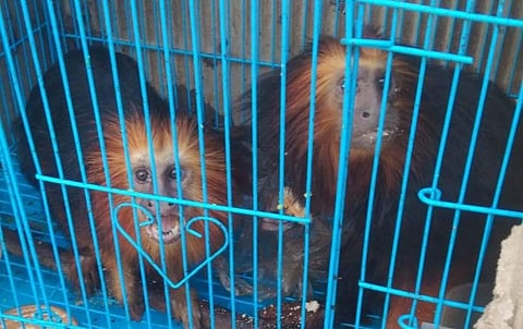 Trafficking of exotic animals is proving to be the new challenge for cops in Mizoram. (Photo | Special Arrangement)