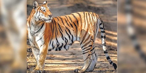 Representational Image.