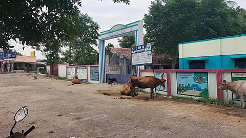 Cattle are tied in the entrance of a government school in Olaipadi in Perambalur district. (Photo | Express)