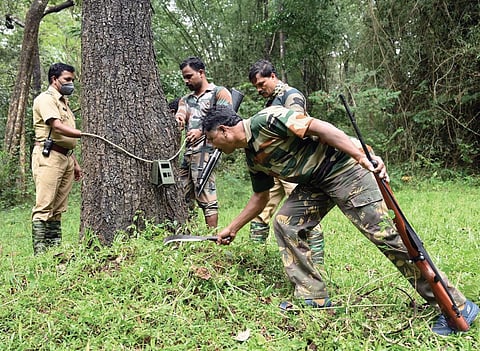 Tiger prowls, Wayanad villages on tenterhooks