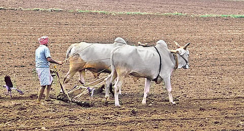 A farmer ploughing his land for Kharif season. (Photo I Express)
