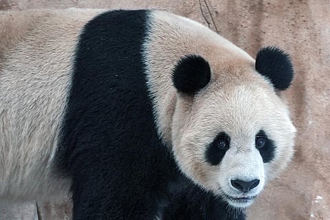 Suhail, a male Panda sent by China to Qatar as a gift for the World Cup, walks in his shelter at the Panda House Garden in Al Khor, near Doha, Qatar, Wednesday, Oct. 19, 2022. (Photo | AP)