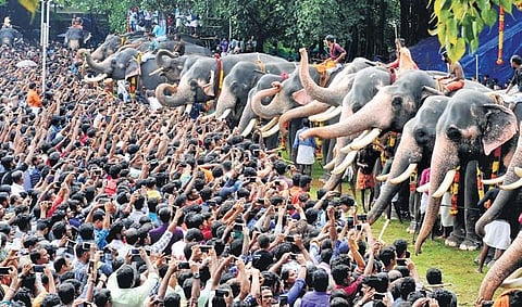 Kerala is not God’s country for animals