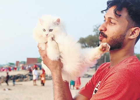 For your purrfect flatmates